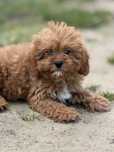 Cavapoo suczka o pieknym umaszczeniu