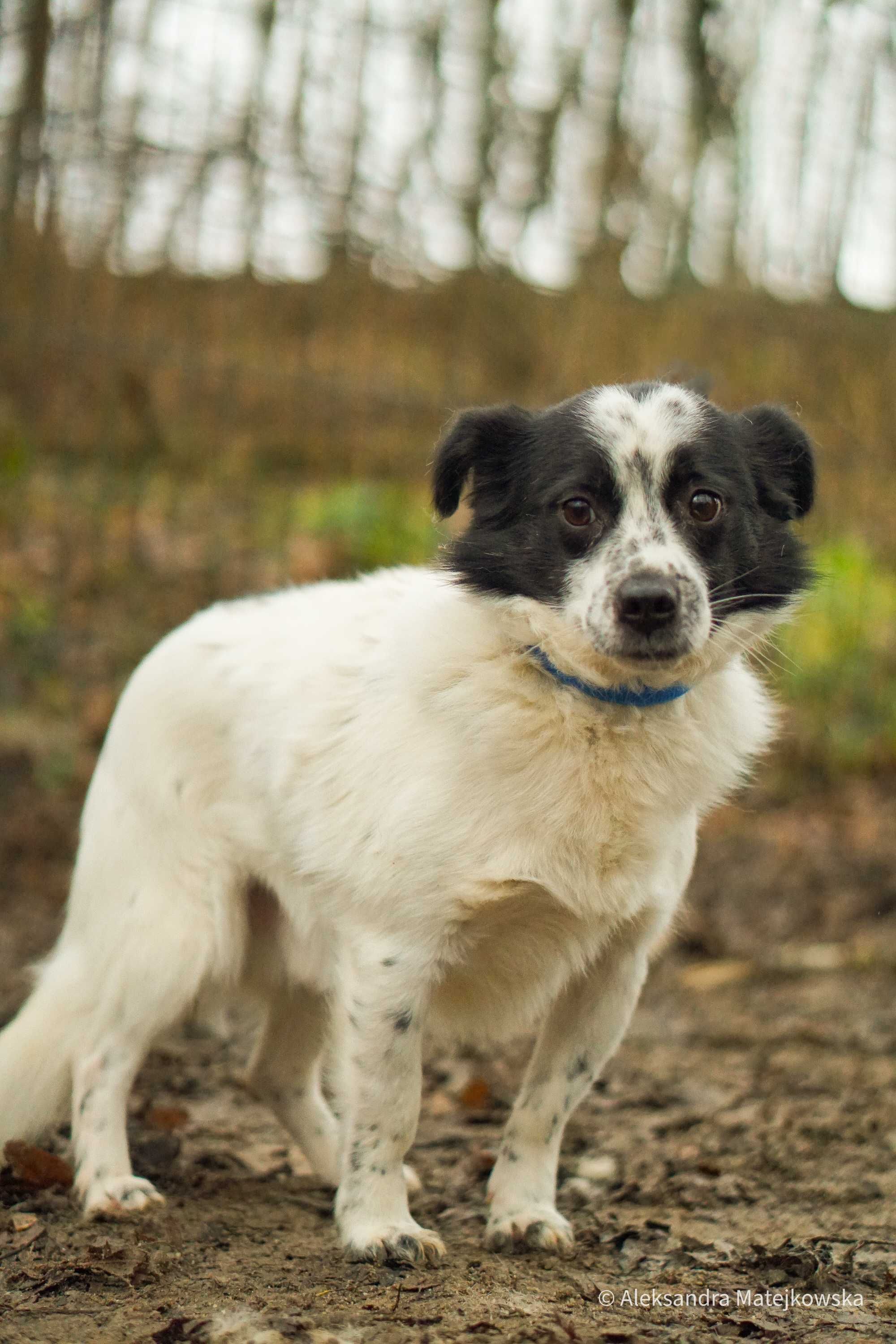 Dukat - mały piesek do adopcji