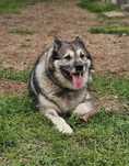 Suczka malamut do adopcji
