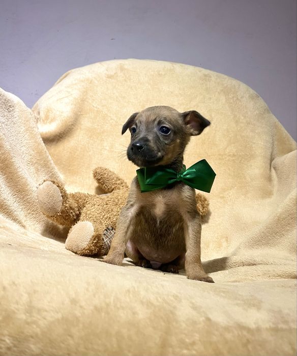 Харизматичний цуцик шукає дім