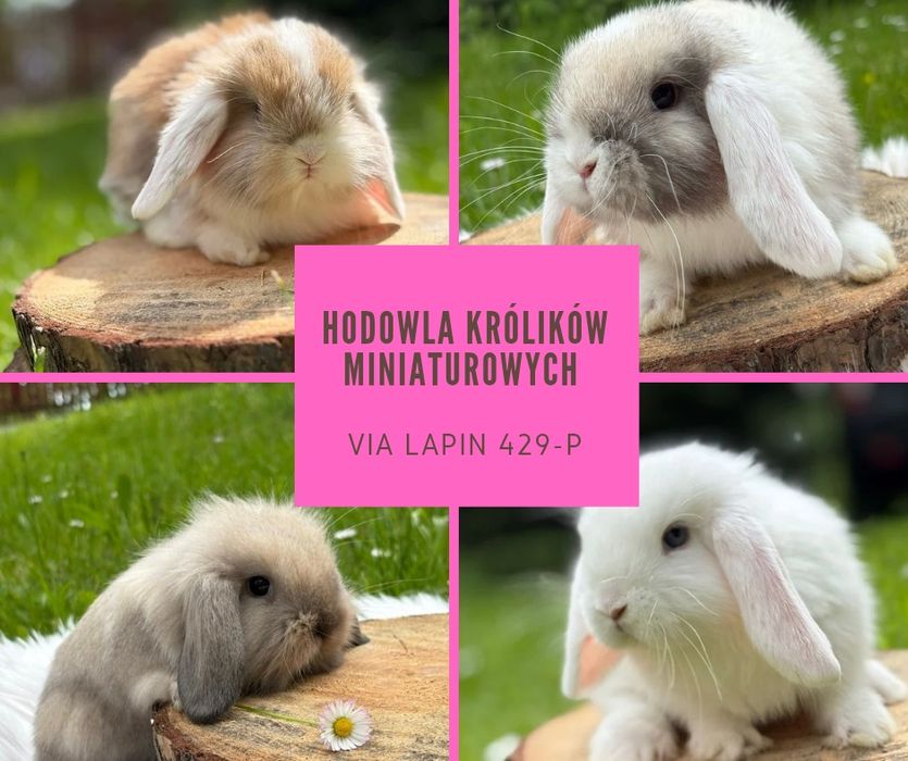 Królik miniaturka mini lop baranek miniaturowy karzełek Teddy
