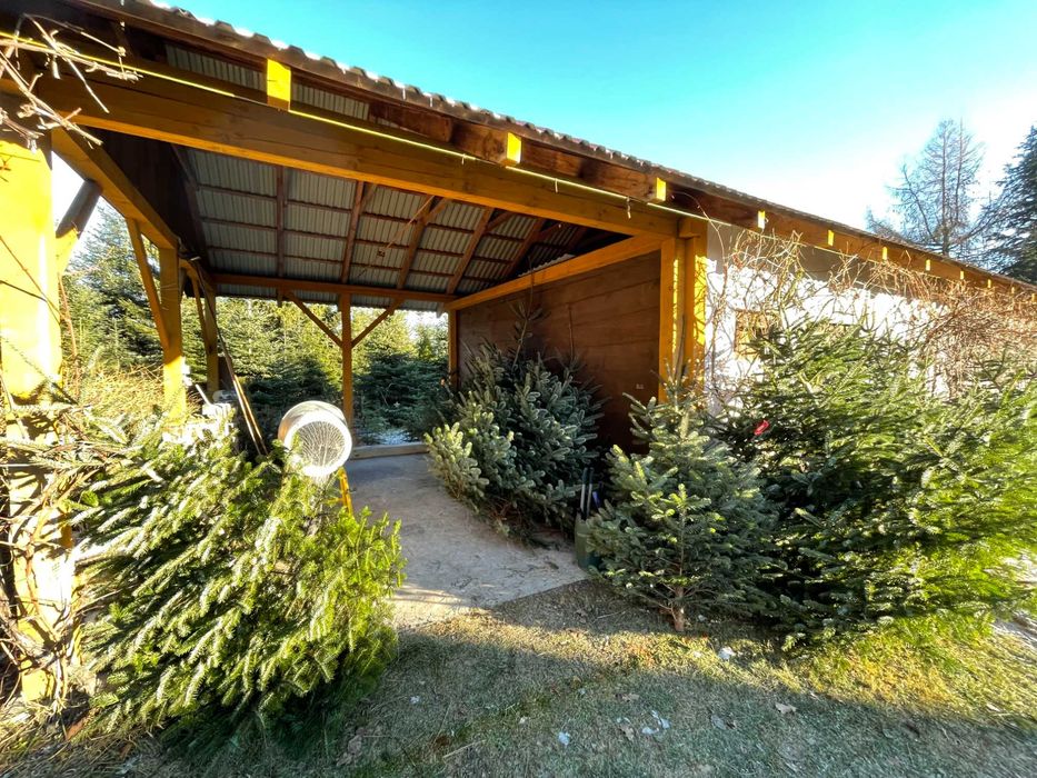 Choinki Jodła Kaukaska