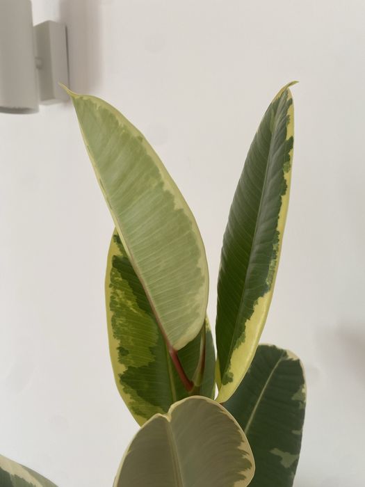 Planta de interior 2 metros de altura (até 15 dezembro)