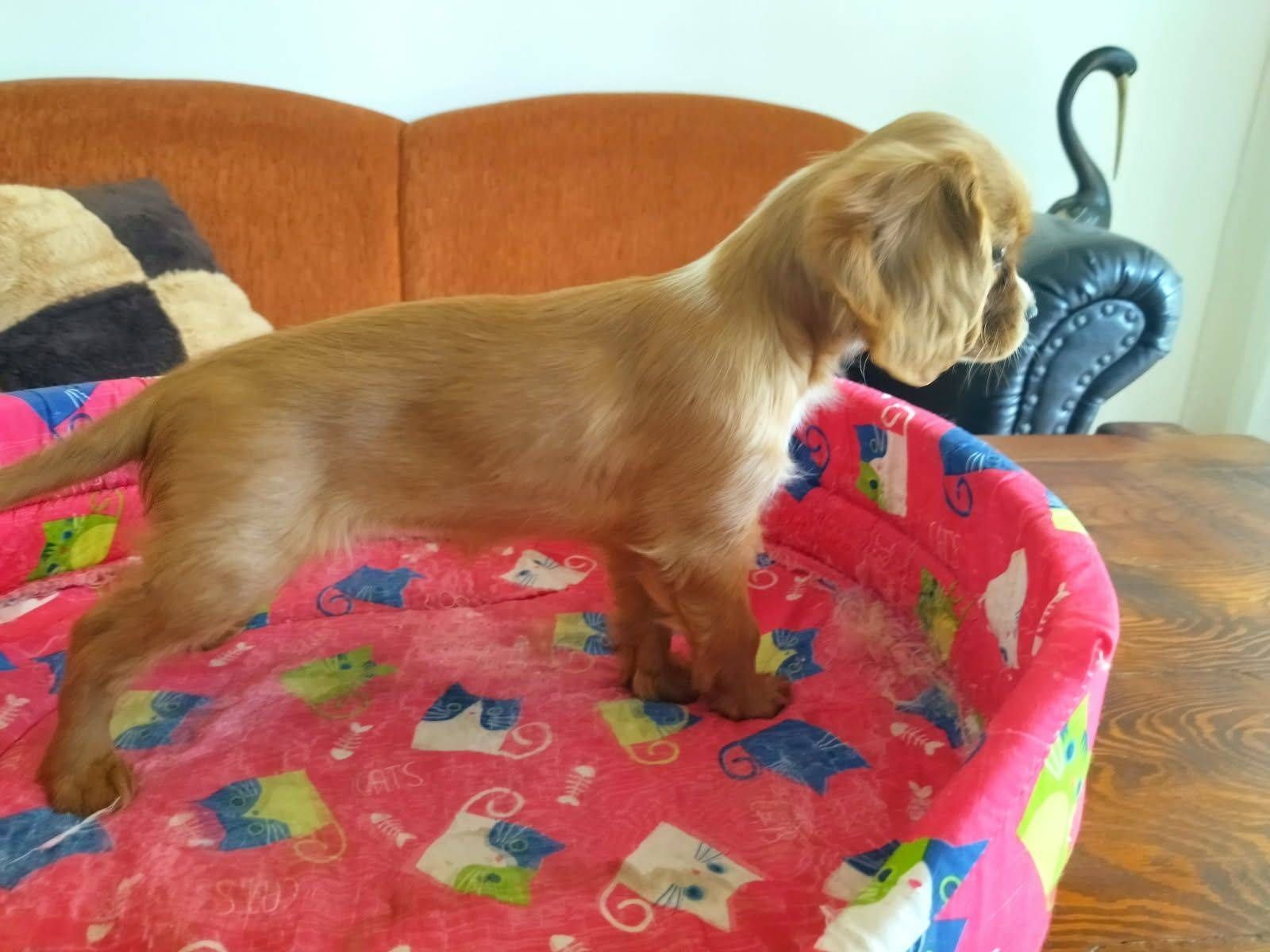 Cavalier King Charles