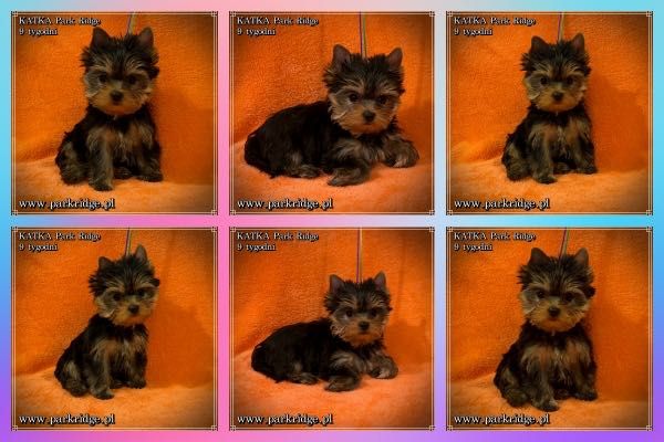 york yorki suczka mini ok. 1,8 kg rodowód ZKwP FCI