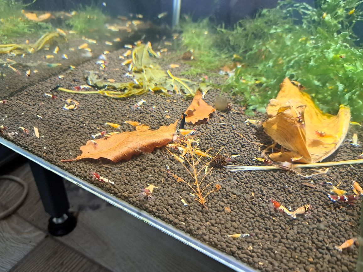 Krewetki caridina poselekcyjne różne odmiany