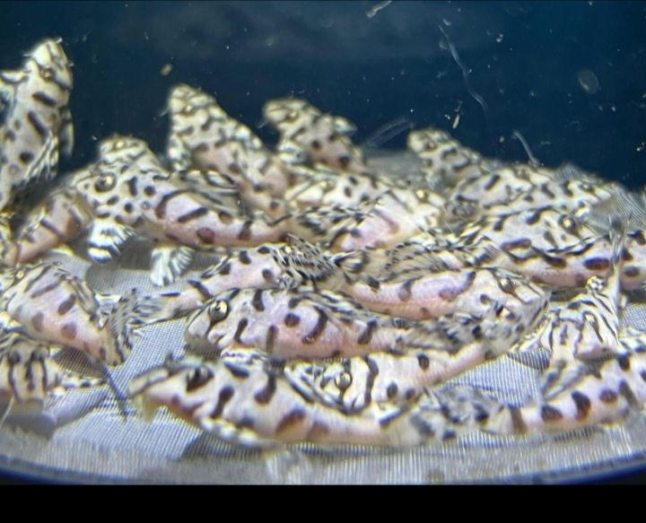 Hypancistrus L236SW - RARO