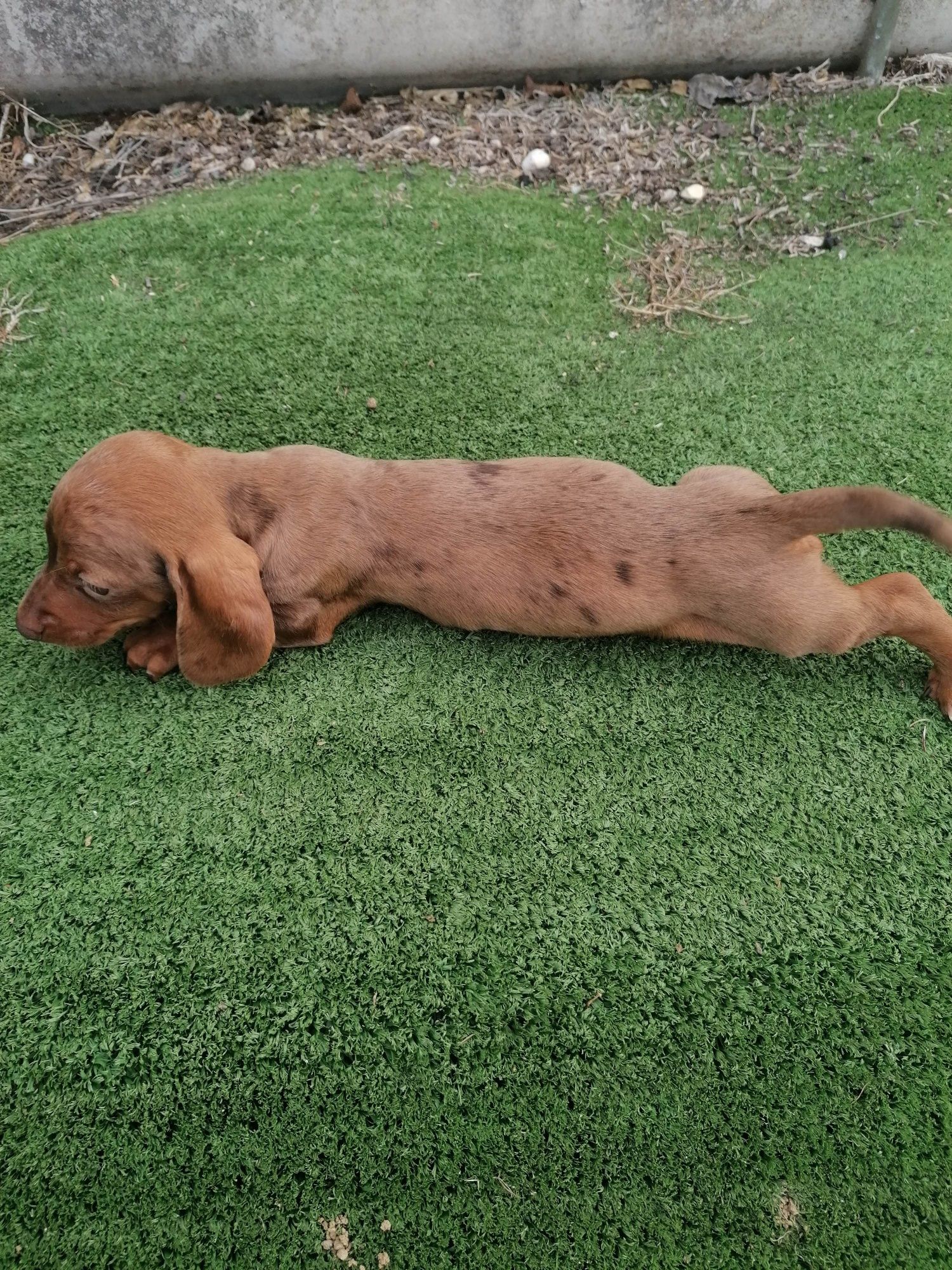 Teckel castanho arlequim pelo curto