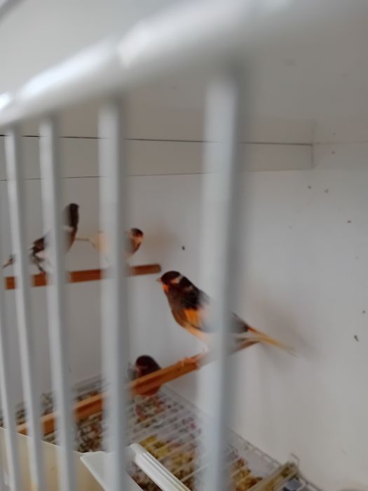 Canários Alecrim Português