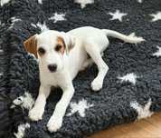 Parson Russell Terrier Rodzice FCI gotowy do odbioru