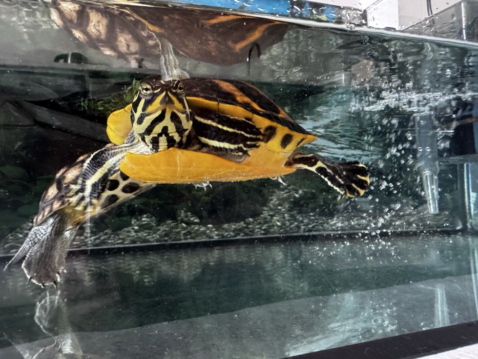 Aquário com 3 tartarugas vivas e saudáveis