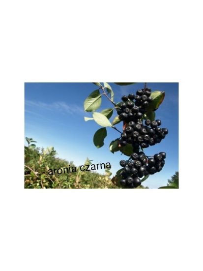 Aronia - zapraszam