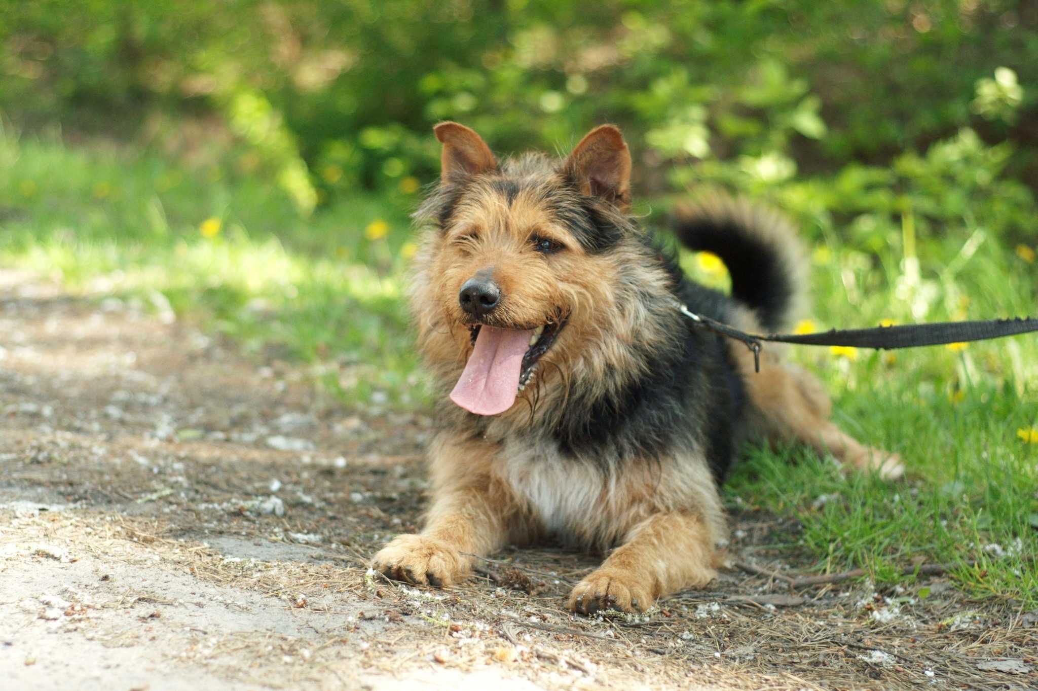 RIZAR - psiak w typie teriera bardzo polecany do adopcji