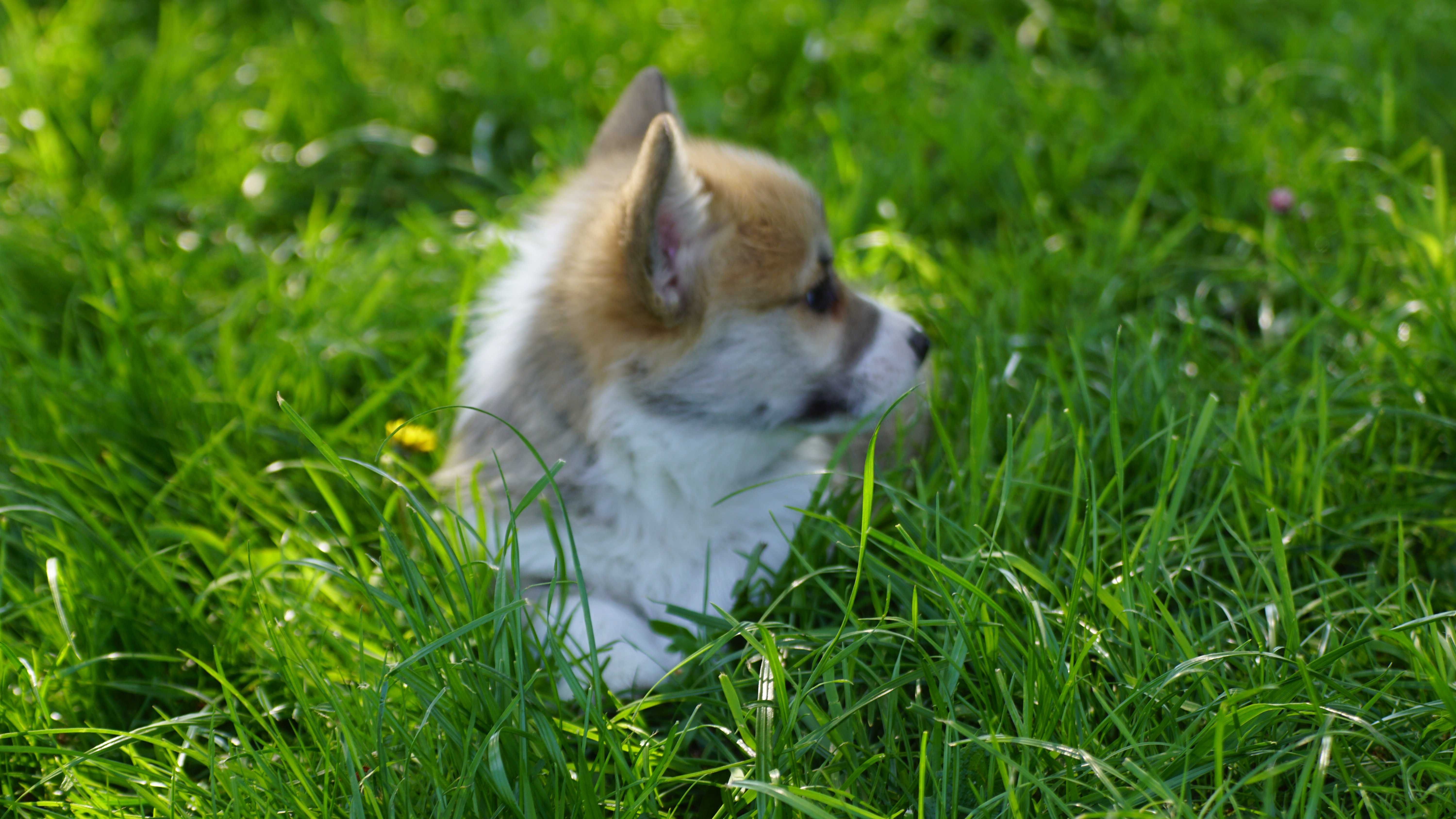 Welsh Corgi Pembroke