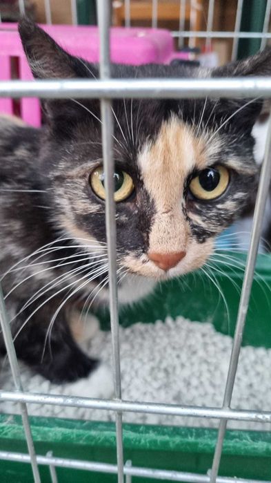 Kioto piękna nietuzinkowej urody szylkretka cudem ocalała z działek