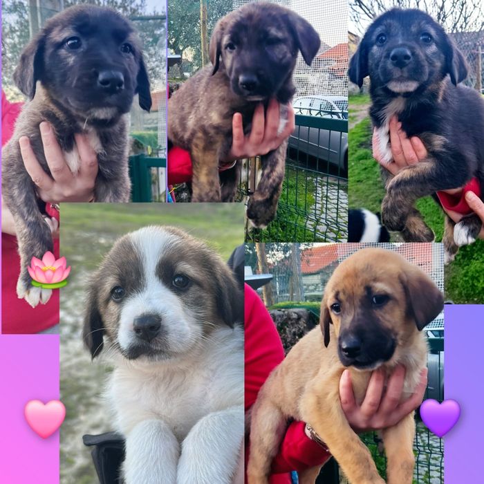 Cadelinhas para adoção