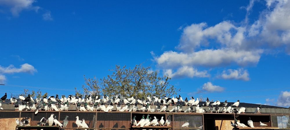 Gołębie Murzyny Ciemne