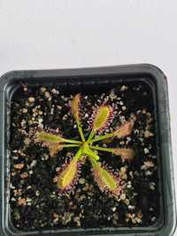 Drosera hercules, planta carnívora