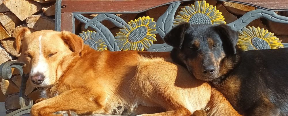 Rico i Luna śliczne rodzeństwo