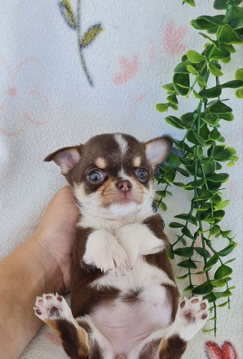 Excelente chocolatinha Chihuahua/Chiuaua mini,Linhagem Russa,Qualidade