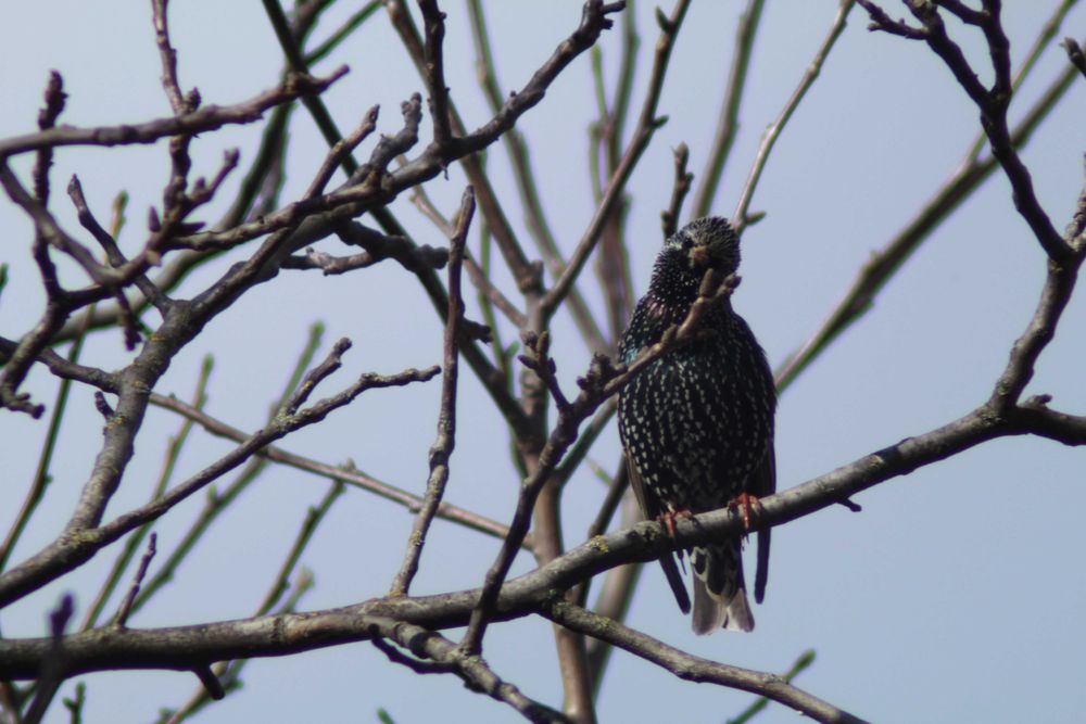 Телеоб'єктив JinTu Super Telephoto Zoom Lens 420-800mm f/8.3-16