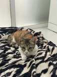 Gatinha bebé para adopção