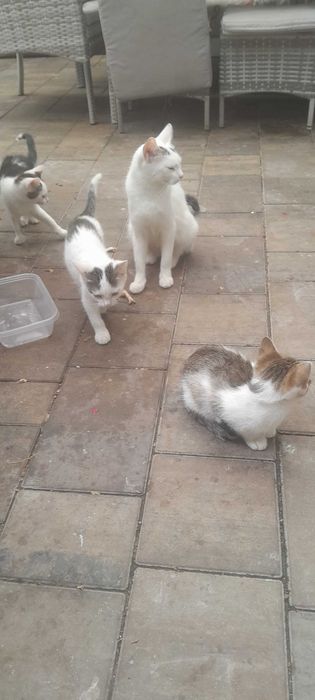 Oddm mlodo  kotke i 4 male kotki