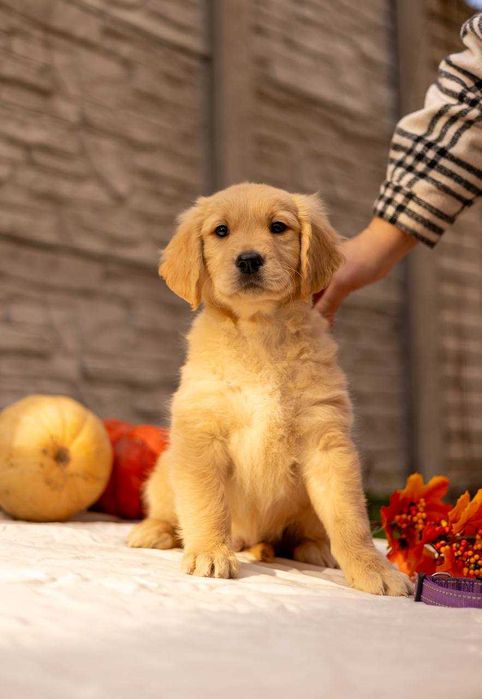 Szczeniak Golden Retriever FCI