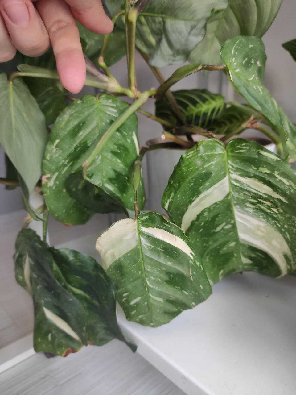 Maranta variegata (w doniczkach)