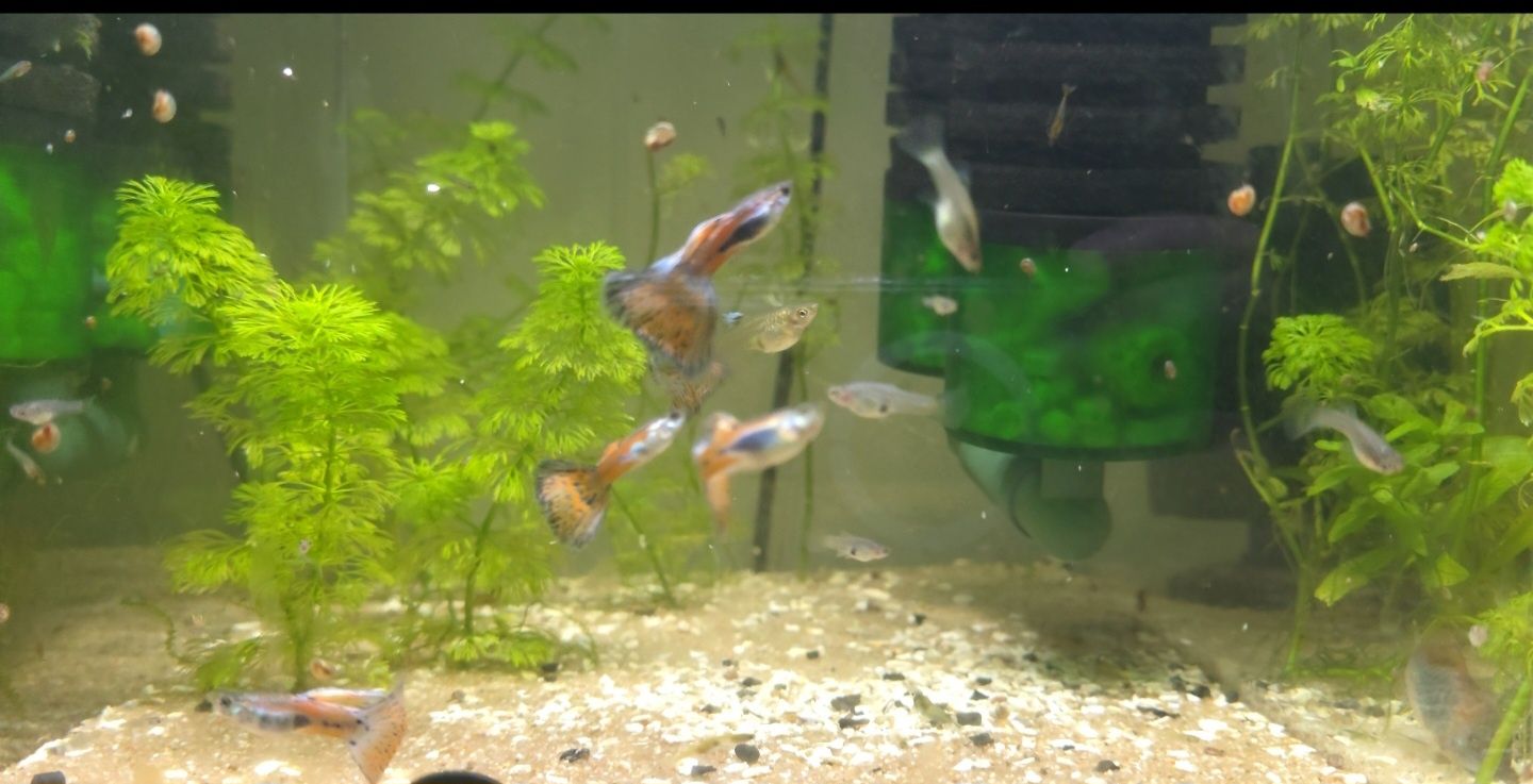 Guppy pink grass