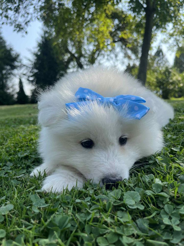 Piękny piesek Samojed/Samoyed GOTOWY DO ODBIORU
