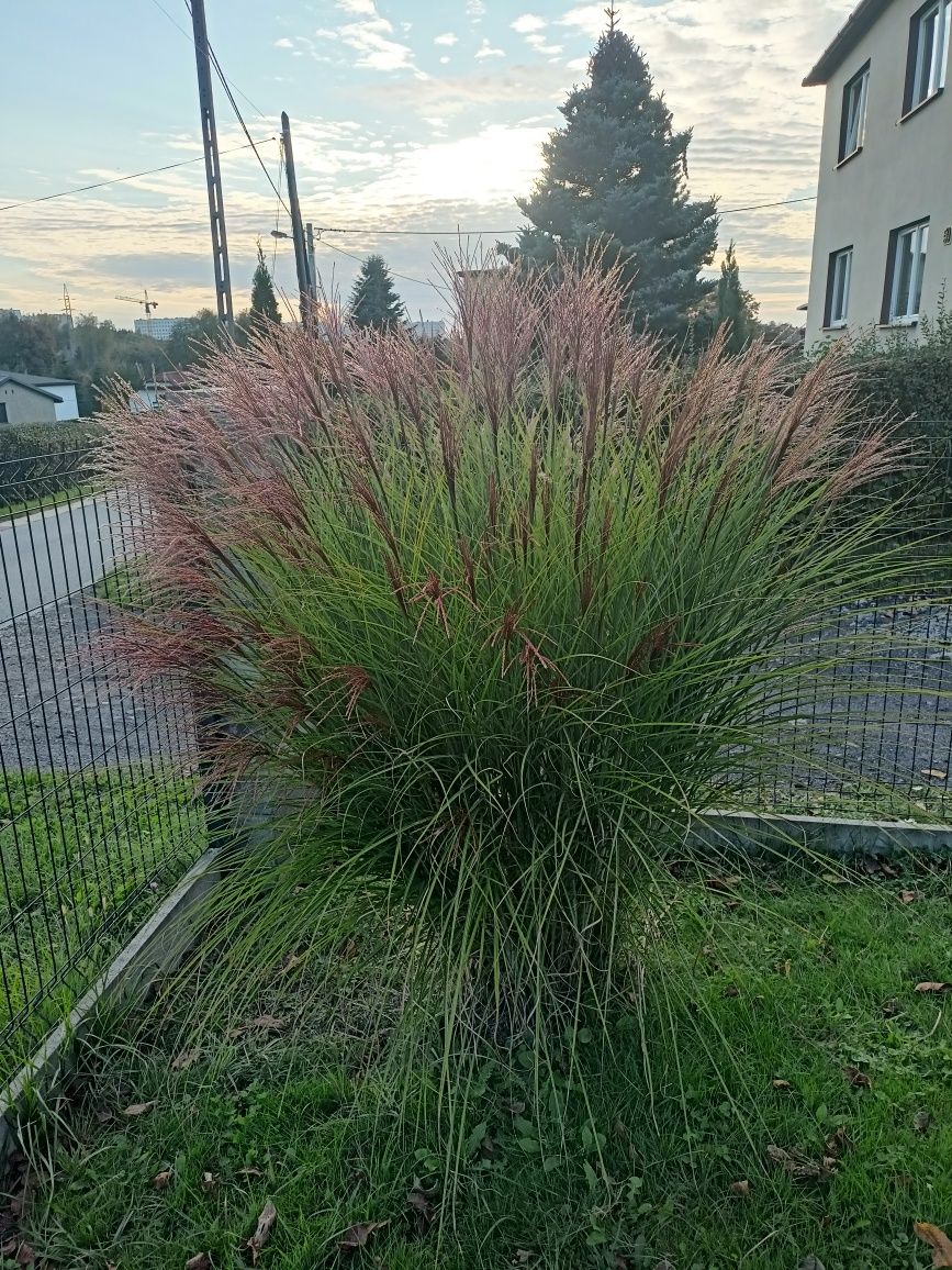 Trawa Kępa bez nazwy/jesień /