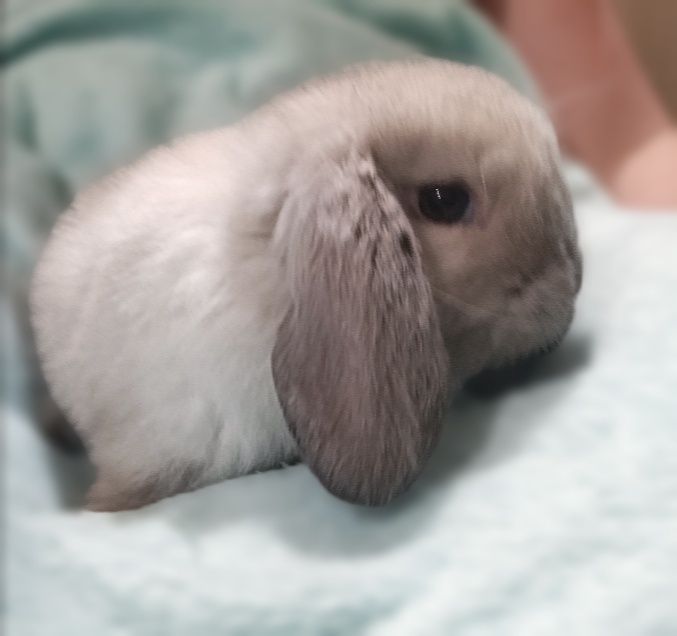 Кролик декоративний баранчик міні