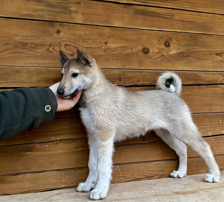 Łajka zachodniosyberyjska suczka