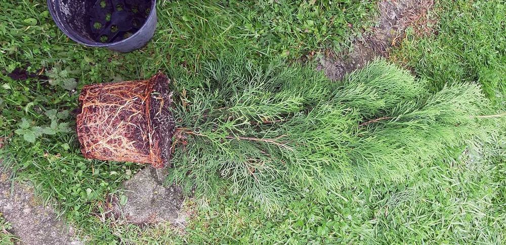 Tuja Szmaragd Szmaragdowa Tuje Szmaragdy 90CM Wys hodowane w doniczce