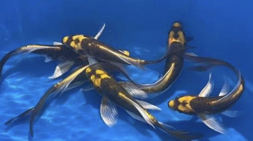 Carpa koi cabuto long fin