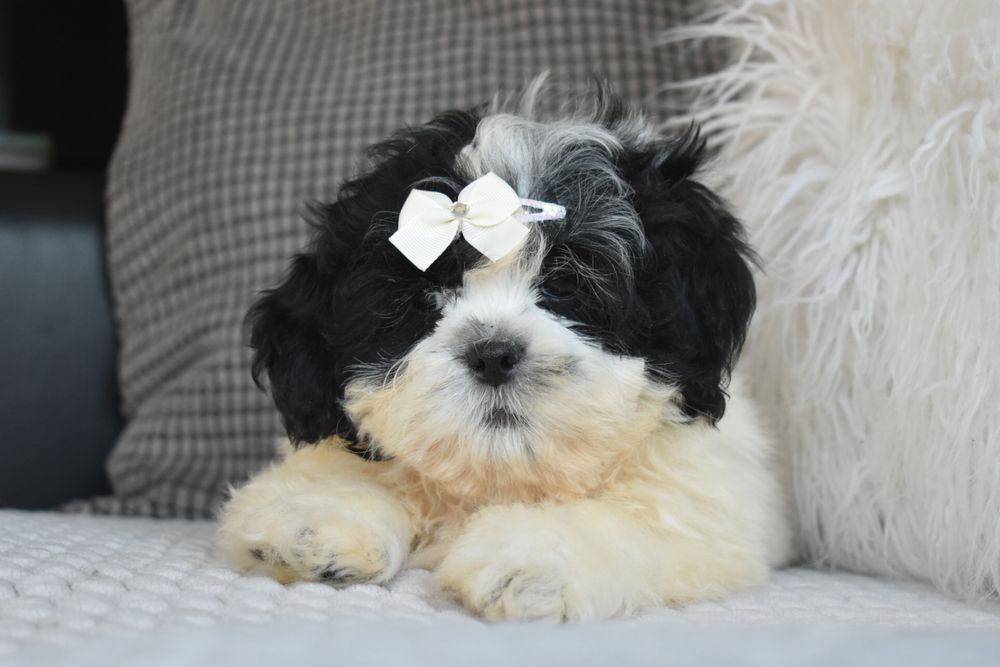 Shihtzu excelente qualidade