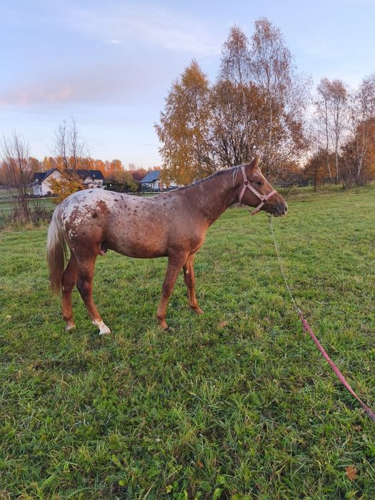 Sprzedam Wałacha taranta