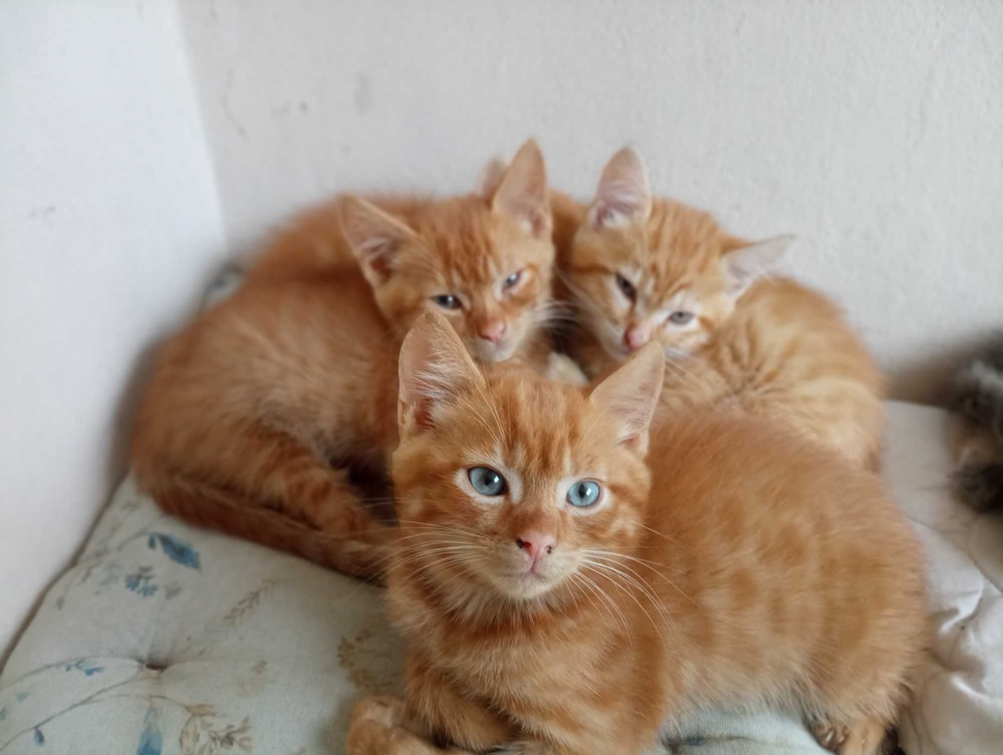 Котики у добрі руки