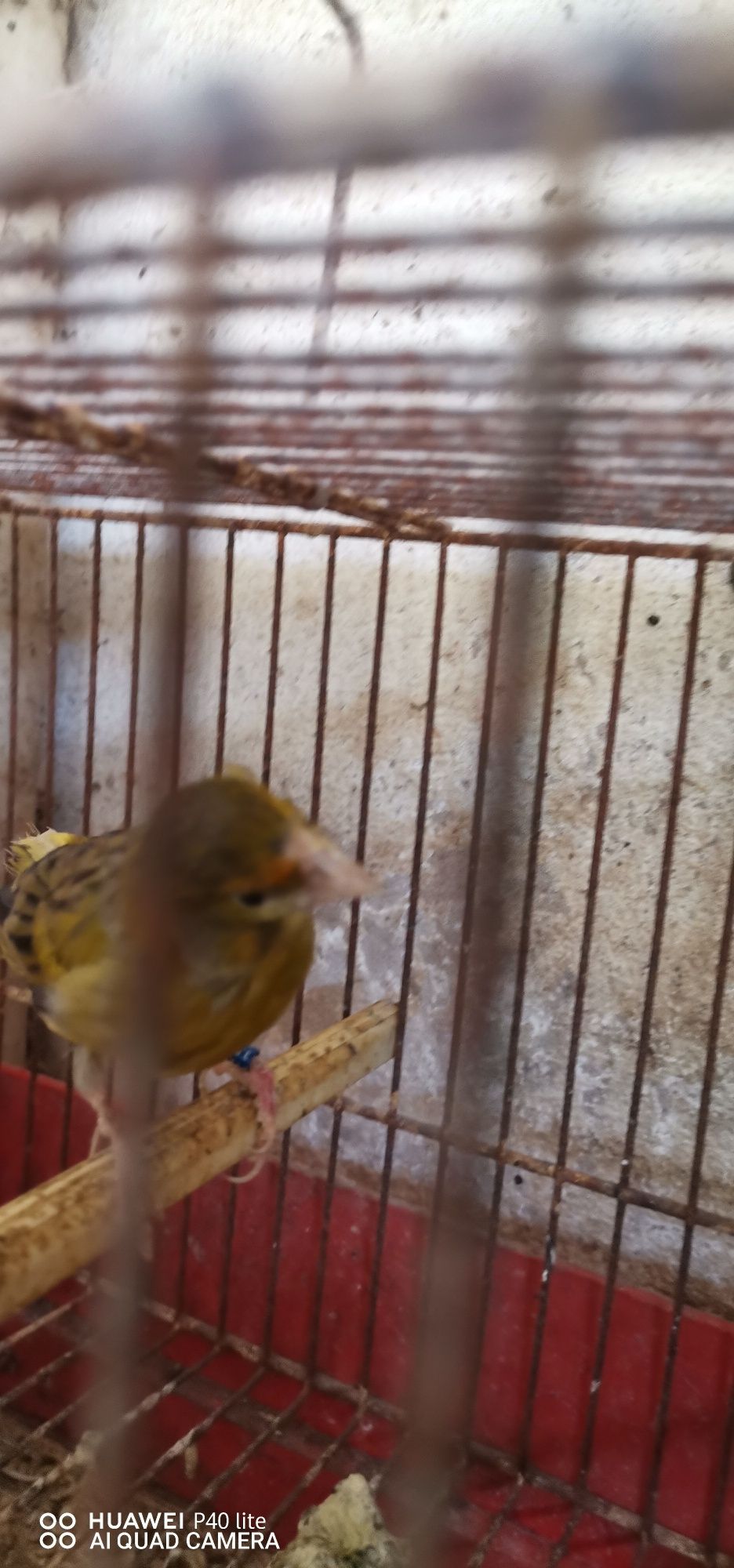 Vendo casal de canários
