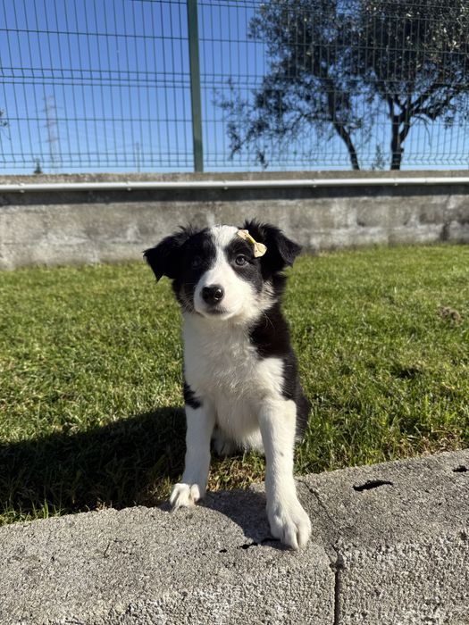 Border collie Preta e branca super Meiguinha