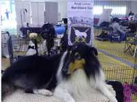 Rough Collie  de exposição LOP e Afixo ninhada