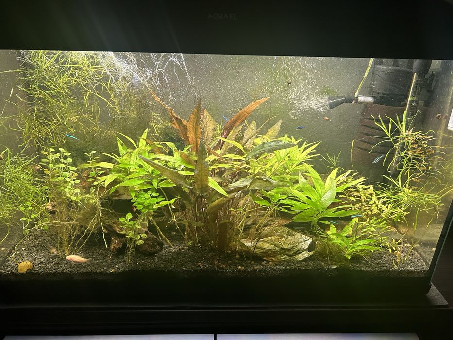 Ryby i rośliny  do akwarium