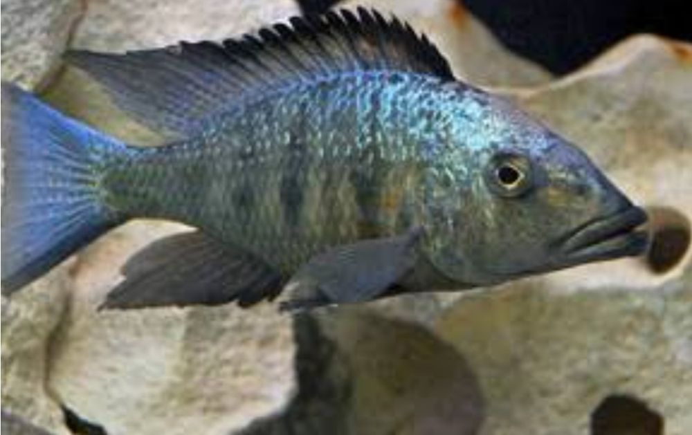 Малавійська цихліда растратус