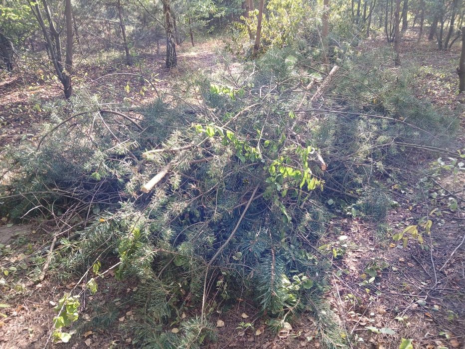 Chrust, gałęzie  oddam za darmo
