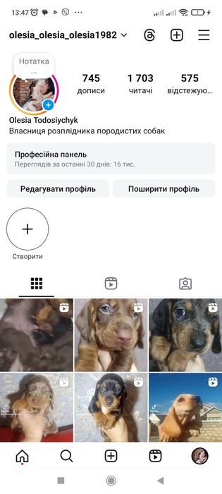 Кролячі таксята від багато плідної мамки