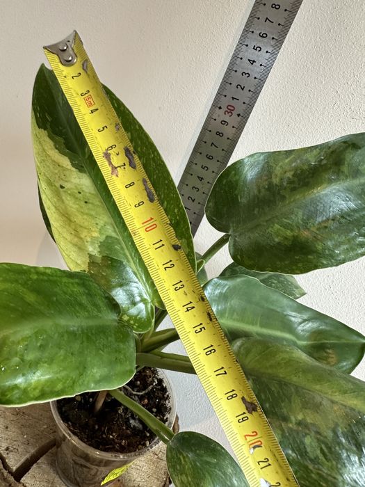 Філодендрон Philodendron Imbe White Marble