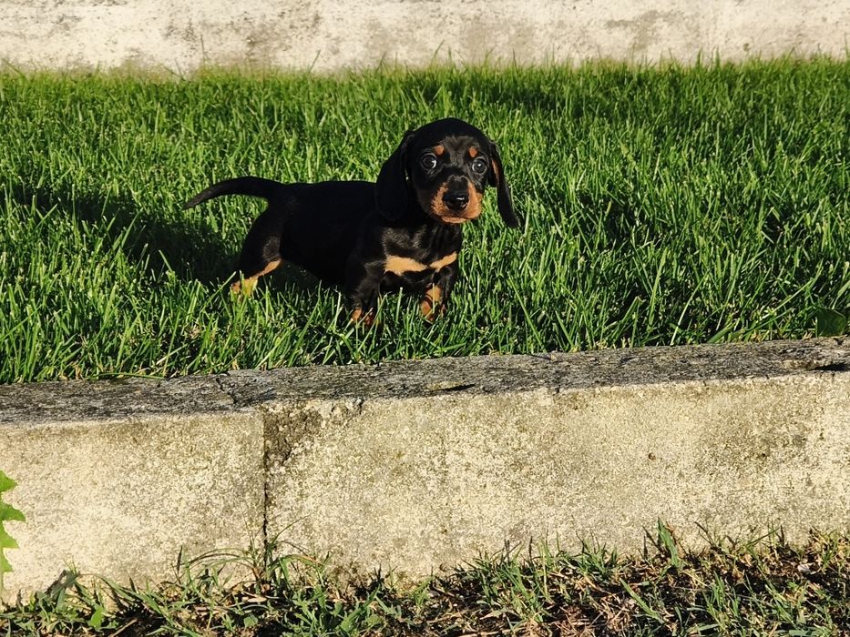 Teckel miniatura macho