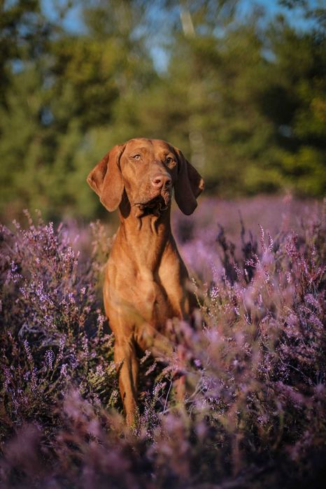wyżeł węgierski , vizsla , szczenię zkwp/fci