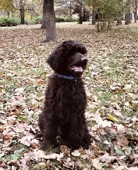 Королівський пудель